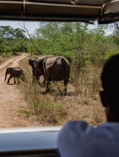 Udawalawe safari